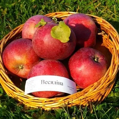 Яблоня ВЕСЯЛИНА в Брянске