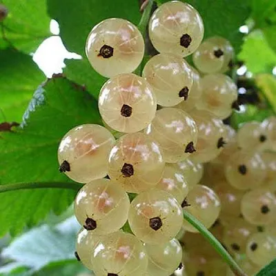 Смородина белая ЮТЕРБОРГСКАЯ в Брянске