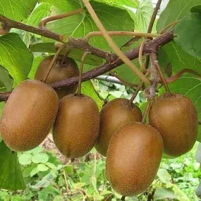 Актинидия ХЕЙВАРД деликатесная   Актинидия ХЕЙВАРД деликатесная  в Брянске