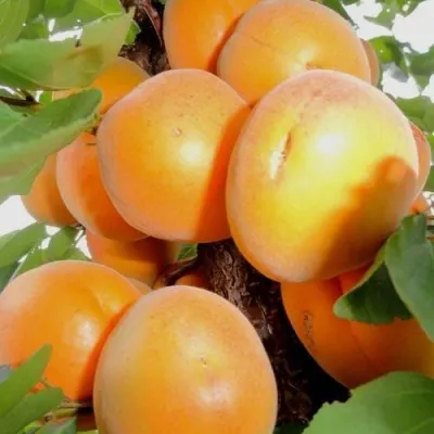 Абрикос ДЕСЕРТНЫЙ — описание сорта Абрикос ДЕСЕРТНЫЙ в Брянске