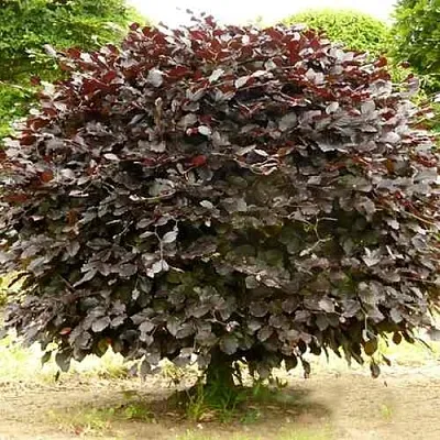 Бук лесной АТРОПУНИЦЕА  Бук лесной АТРОПУНИЦЕА в Брянске