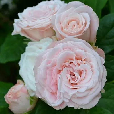 Саженцы роз БОМБАСТИК спрей  Саженцы роз БОМБАСТИК спрей в Брянске