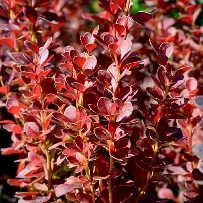 Барбарис ВУЛКАНО тунберга  Барбарис ВУЛКАНО тунберга в Брянске