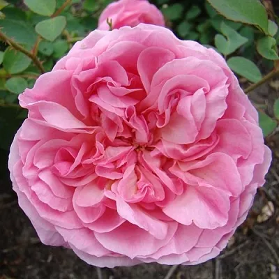 Саженцы роз ХАЙДИ ХОЛЛ английская  Саженцы роз ХАЙДИ ХОЛЛ английская в Брянске