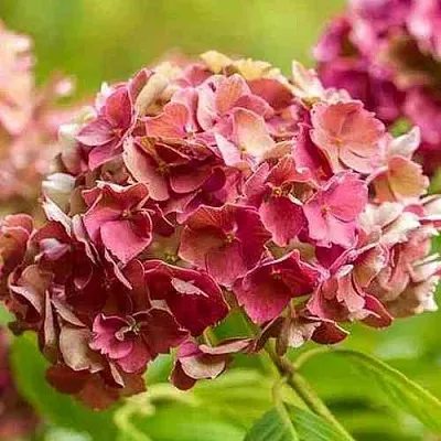 Гортензия ПРЕЦИОЗА пильчатая  Гортензия ПРЕЦИОЗА пильчатая в Брянске