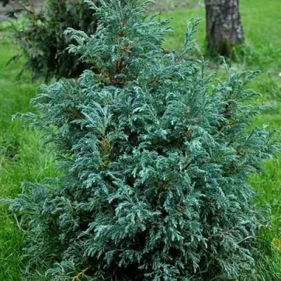 Кипарисовик БЕБИ БЛЮ горохоплодный — описание сорта Кипарисовик БЕБИ БЛЮ горохоплодный в Брянске