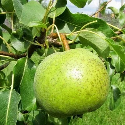 саженцы груши саженцы груши