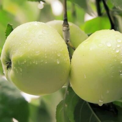 Саженцы яблони оптом в Брянске