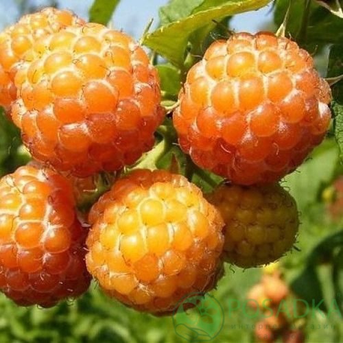 Малина КУМБЕРЛЕНД желтая в Брянске