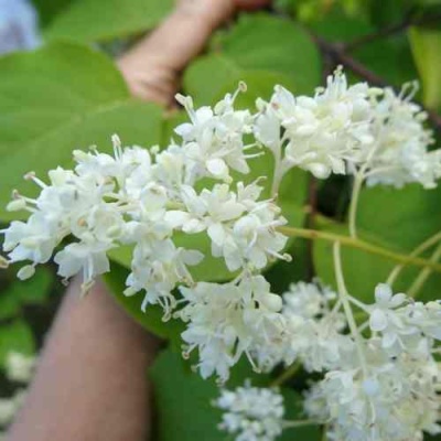 Сирень АМУРСКАЯ в Брянске