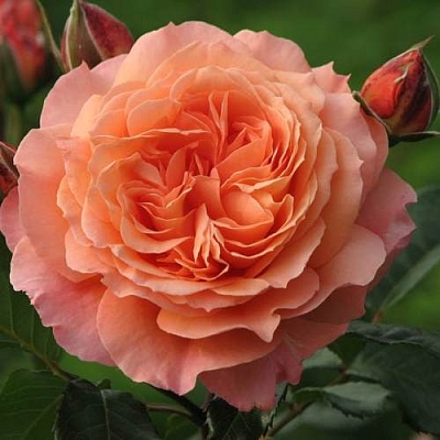 Роза шраб в Брянске