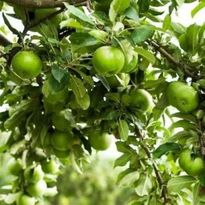 Яблоня ГРЕННИ СМИТ в Брянске