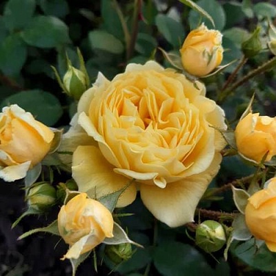 Роза флорибунда в Брянске