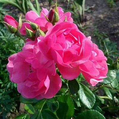 Роза АНГЕЛА флорибунда в Брянске