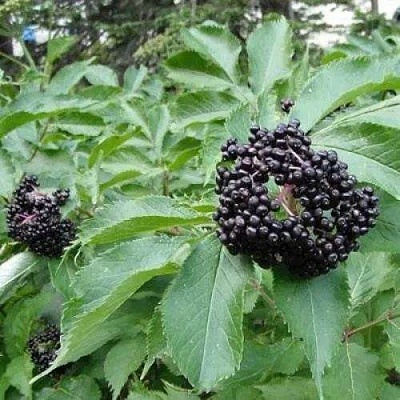 Бузина черная КЛАДЗЕЗЬ в Брянске