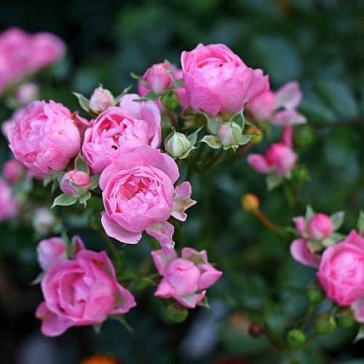 Роза полиантовая в Брянске
