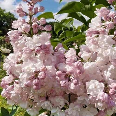 Сирень КРАСАВИЦА МОСКВЫ в Брянске