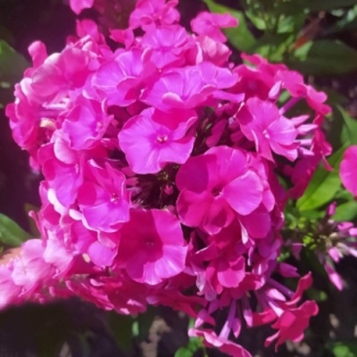 Флокс БАМБИНИ ДИЗАЙР метельчатый в Брянске