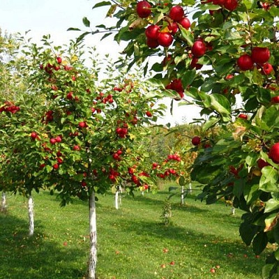 Плодовые деревья в Брянске