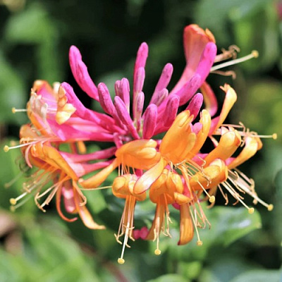 Жимолость ГЕКРОТА в Брянске