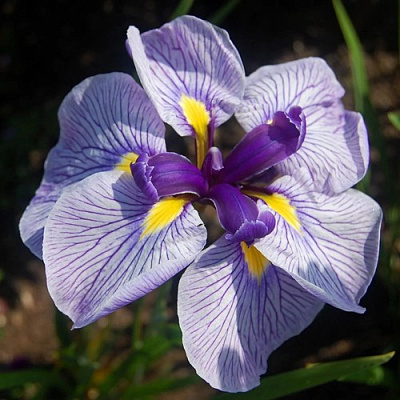 Ирис ГРЕЙВУДС КАТРИНА японский в Брянске