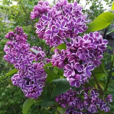 Сирень СЕНСАЦИЯ в Брянске