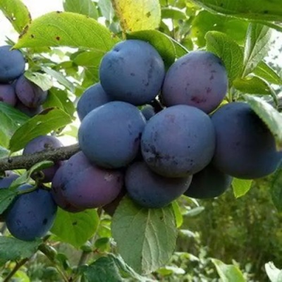 Слива КРОМАНЬ в Брянске