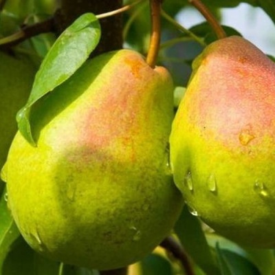Груша ФЛЕЙТА в Брянске