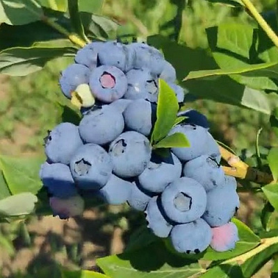 Голубика МЕГАС БЛЮ в Брянске