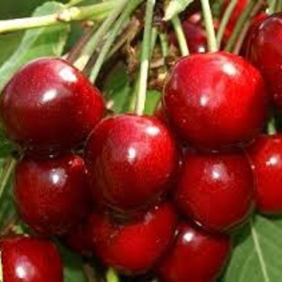 Черешня МИНЧАНКА в Брянске