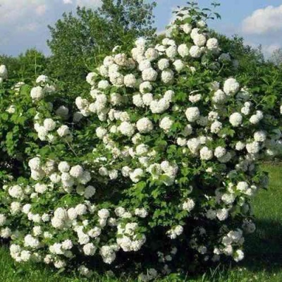 Калина БУЛЬДЕНЕЖ в Брянске