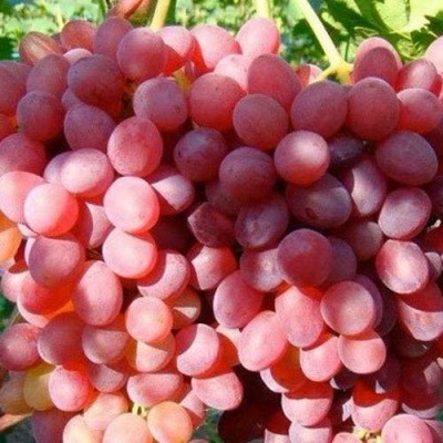 Виноград КИШМИШ КРАСНЫЙ в Брянске
