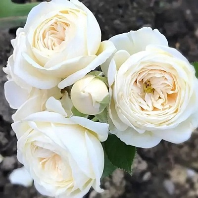 Роза АРТЕМИС шраб в Брянске