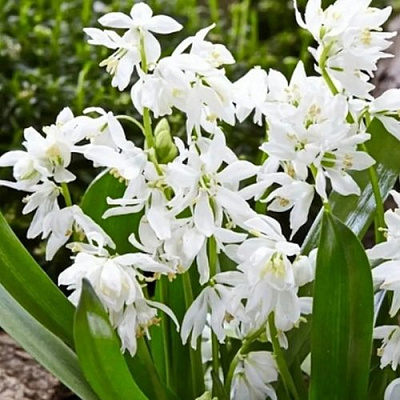 Пролеска ВАЙТ сибирская в Брянске