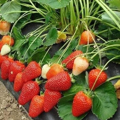Клубника РОКСАНА в Брянске