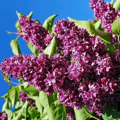 Сирень ЧАРЛЬЗ ДЖОЛИ в Брянске