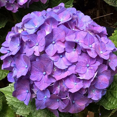 Фиолетовая в Брянске