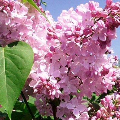 Сирень АДЕЛИНА в Брянске