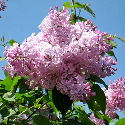Сирень БУФФОН в Брянске