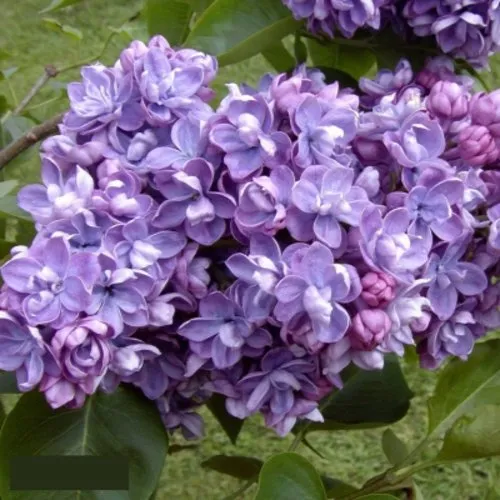 Сирень АМИ ШОТТ в Брянске
