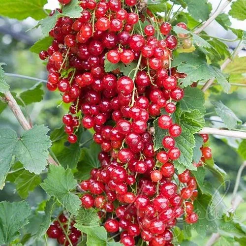 Смородина красная РЕД ЛЕЙК в Брянске