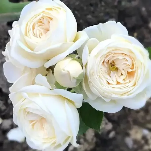 Роза АРТЕМИС шраб в Брянске