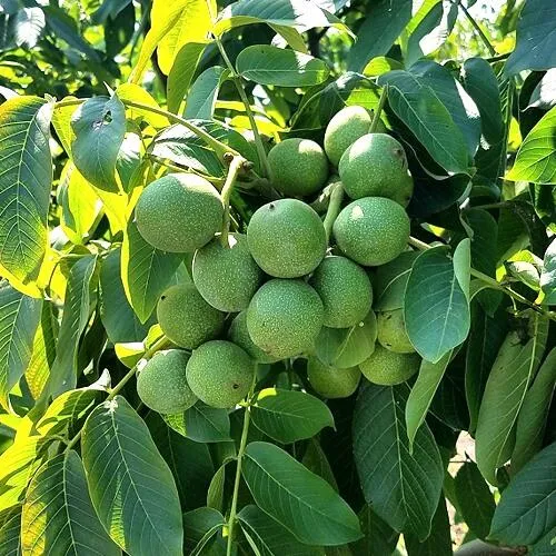 Грецкий орех  ИЗЯЩНЫЙ в Брянске