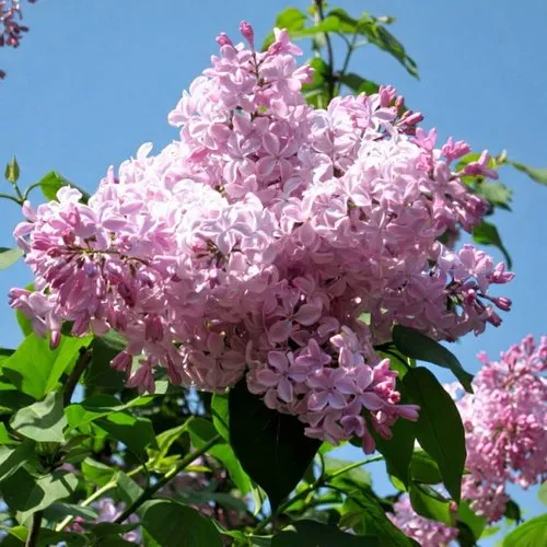 Сирень БУФФОН в Брянске